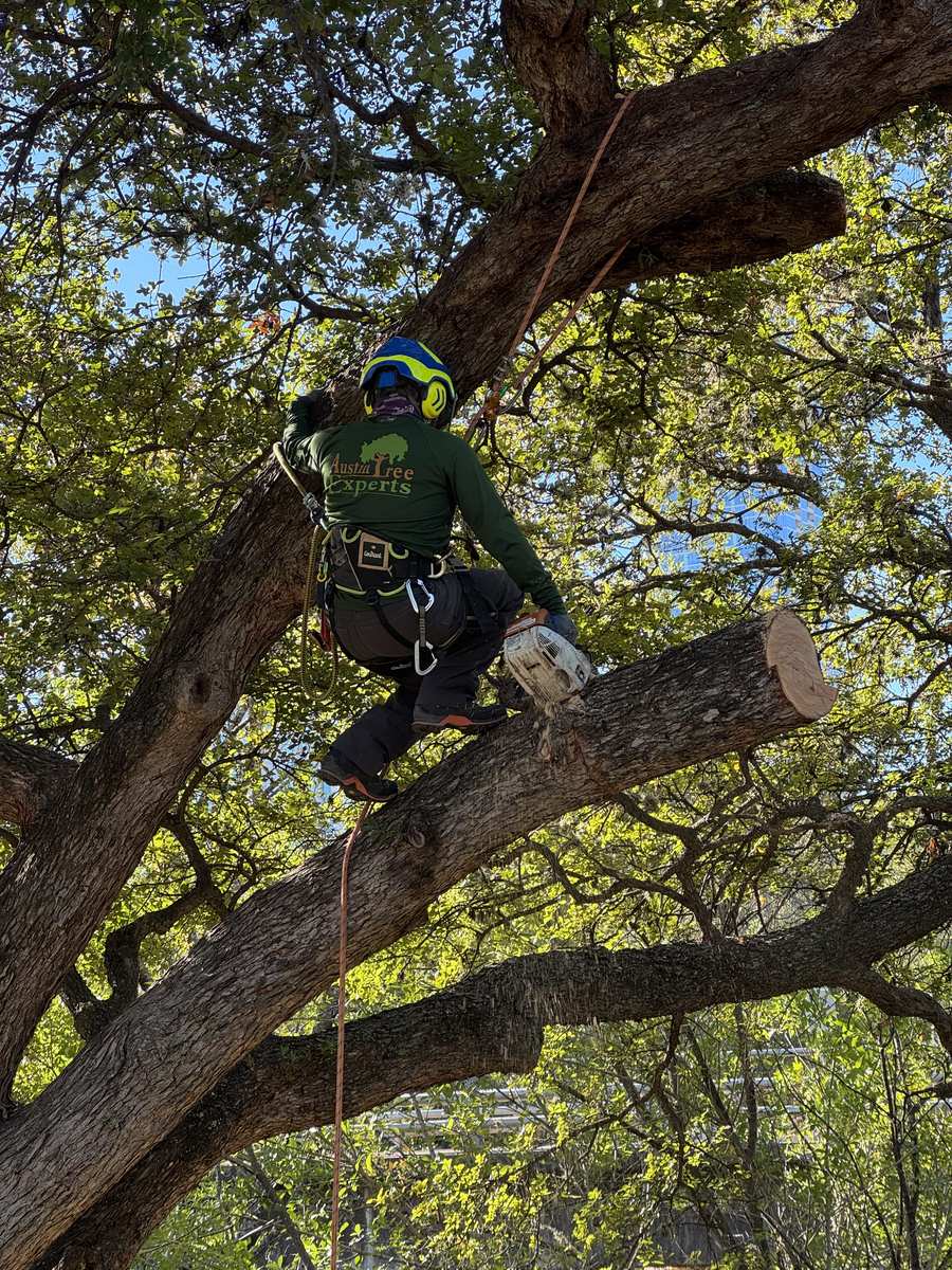 Close-up of arborist making a clean pruning cut on an oak branch
