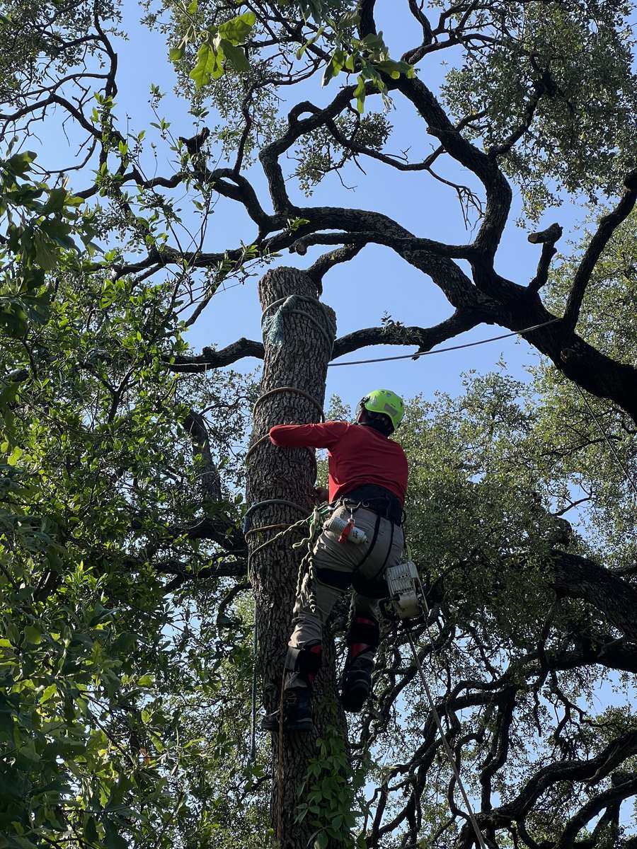 Arborist climbing through live oak branches during pruning service
