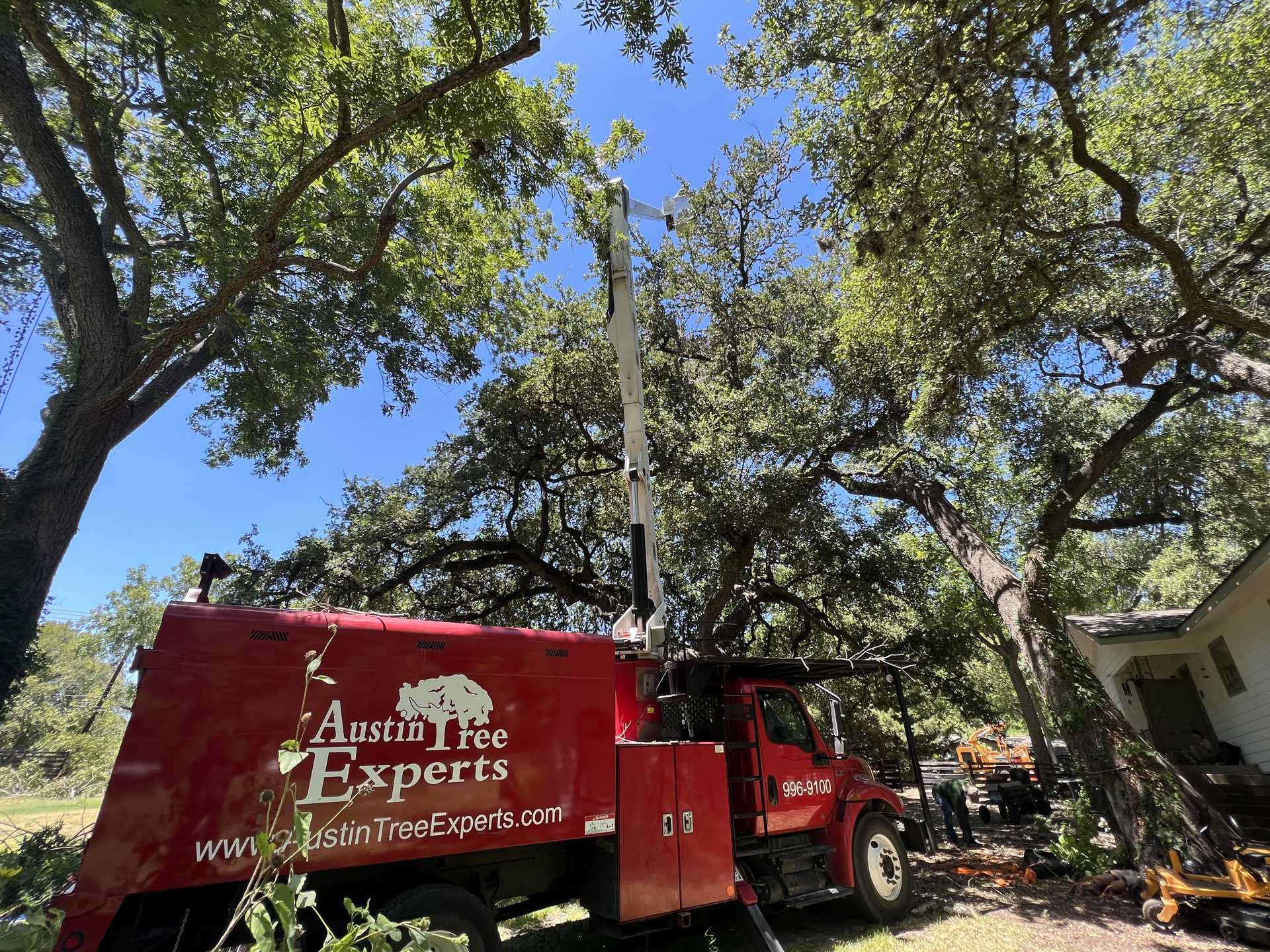 Austin tree service crew working under mature live oak trees