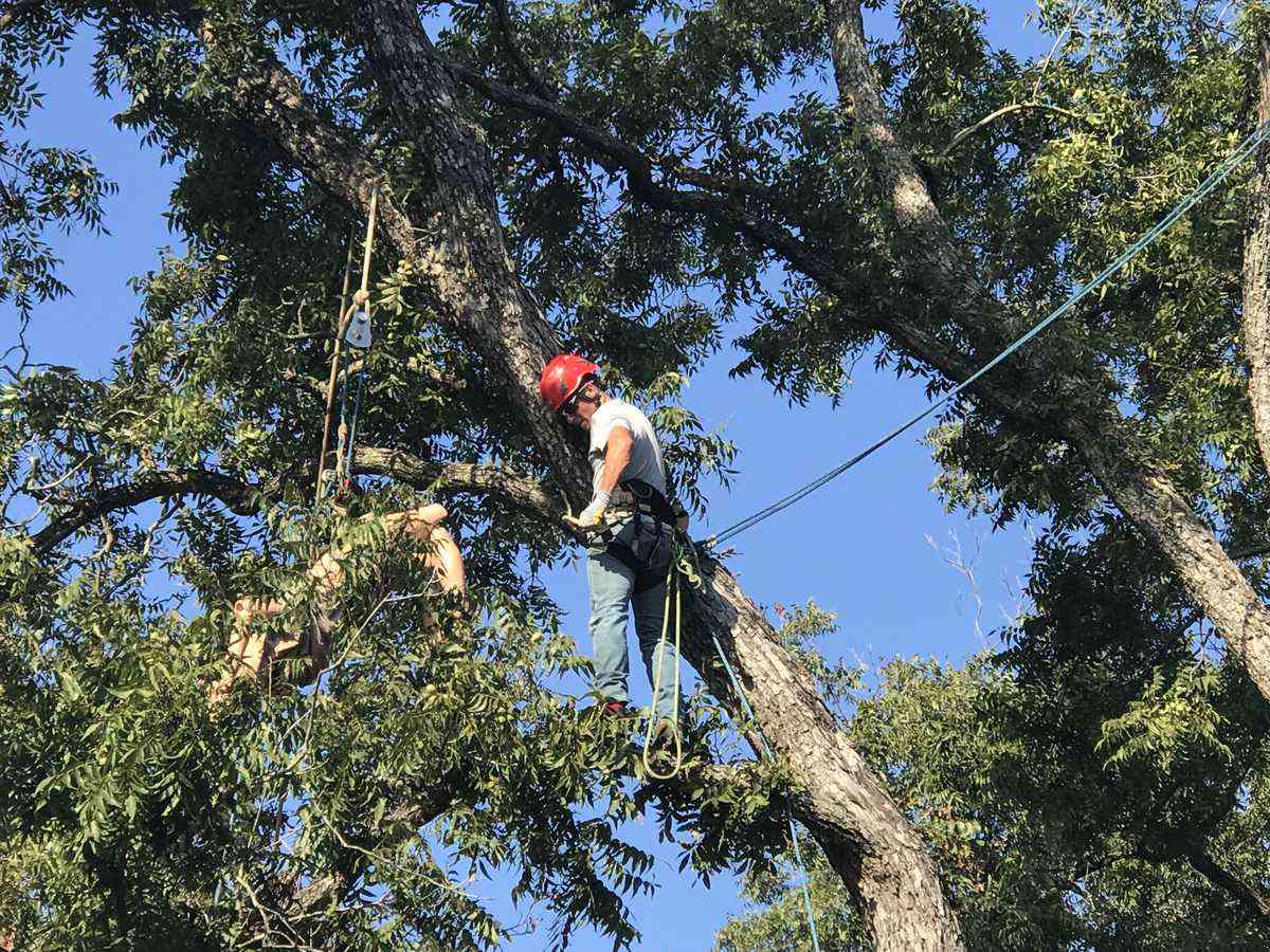 Tree climber in safety harness working high in the canopy