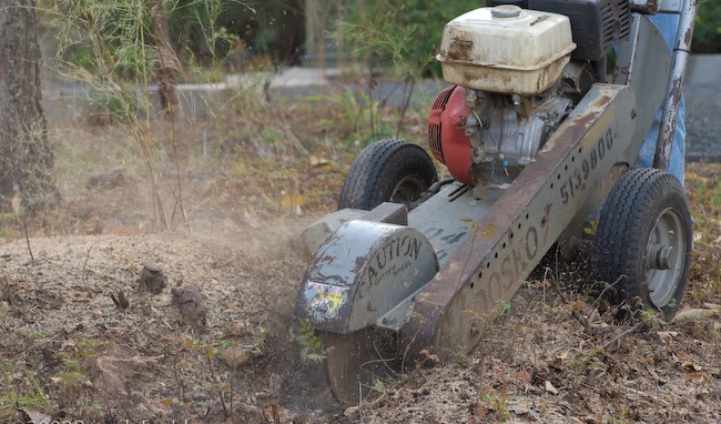 Stump grinder cutting through a tree stump with sawdust flying