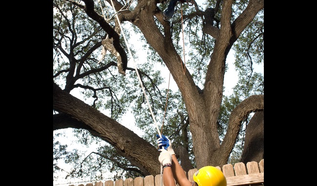 Tree pruning teamwork with climber in canopy and ground crew managing ropes