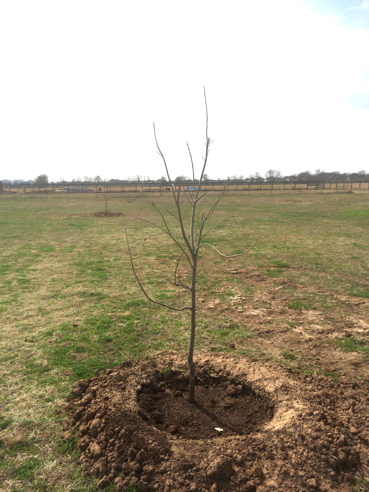 Bare root tree freshly planted in orchard field by Austin Tree Experts