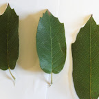 monterey oak leaves.jpg