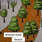 where-to-trench.jpg