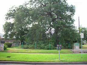 Treaty Oak 2006.jpg