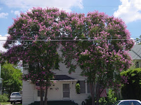 crepeMyrtleShade.jpg