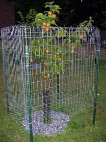protecting-fruit-tree.jpg