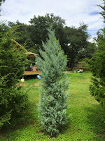 blue ice arizona cypress