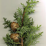 italianCypress_foliage-cones.jpg