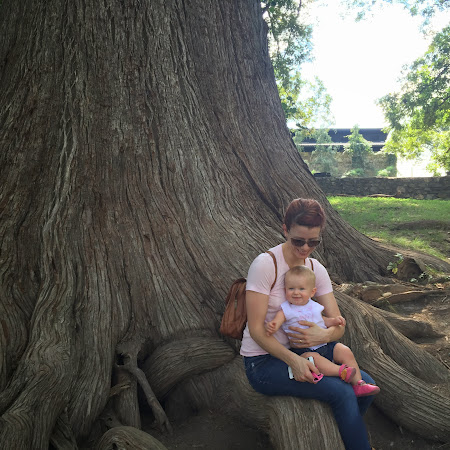 large bald cypress trunk